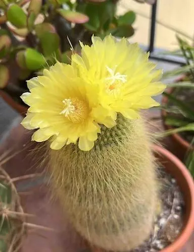 Apartment Il Vicolo Nel Rio Marina